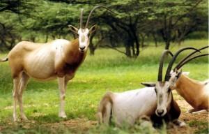 Oryx algazelle Crédit Photo Colors of wild life