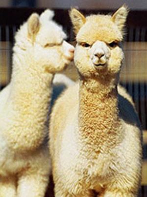 http://informedfarmers.com/wp-content/uploads/2010/10/alpacas1.jpg