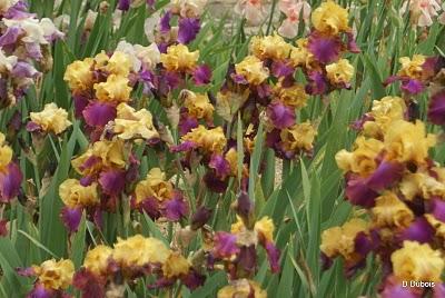 Le Jardin aux Iris