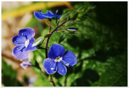 Petites fleurs bleues