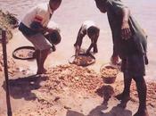 Métaux précieux: Cameroun veut monétiser