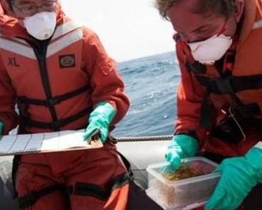 Fukushima : le point au 5 mai 2011