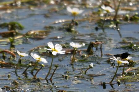 Ranunculus_fluitans