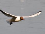 Observation faune ailée Loire