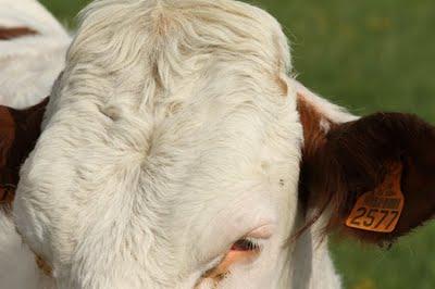 Stenay - Assemblée Générale du CSL 2011