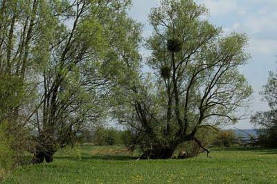 Stenay - Assemblée Générale du CSL 2011