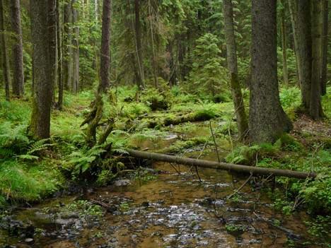 http://www.treehugger.com/knyszyn-primeval-forest-poland.jpg