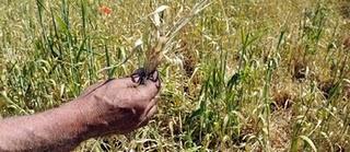 La sécheresse s'étend sur la France