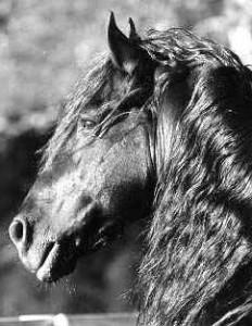 Galerie Photo : Le frison – Blog cheval [ Passion Equitation ]