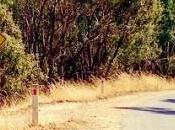 visas Working Holiday partez Canada, Australie, Nouvelle-Zélande Japon