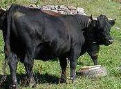 Après finale dimanche, place inalpes