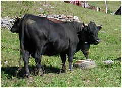 Après la finale de dimanche, place aux inalpes