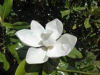 Première fleur de vigne et troisième fleur de Magnolia grandifolia