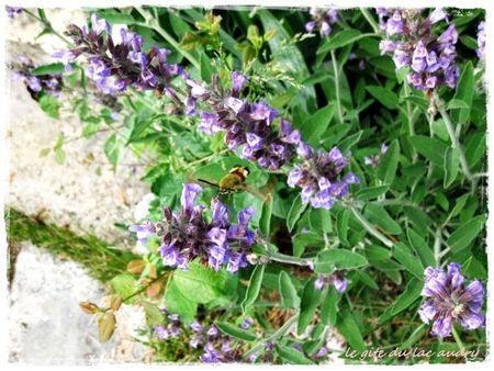 sauge_et_papillon