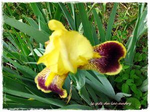 iris_jaune_et_marron