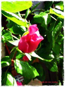 rose_rouge