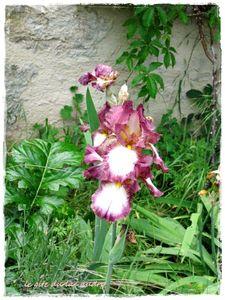 iris_pourpre_et_blanc