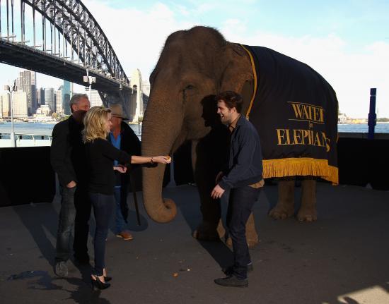 Pas toujours marrant de poser à côté d'un éléphant