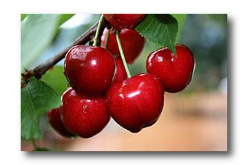 Le temps des cerises