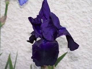 Quelques iris
