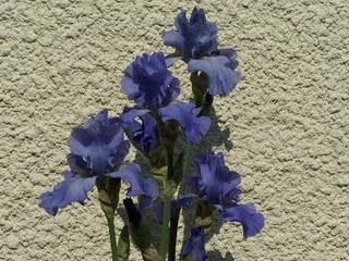 Quelques iris