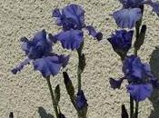 Quelques iris