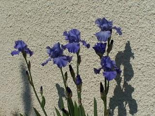 Quelques iris