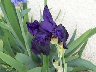 Quelques iris