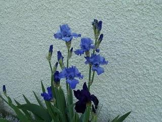 Quelques iris