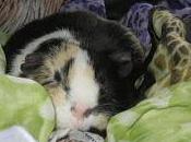 Papillote colin DUKAN