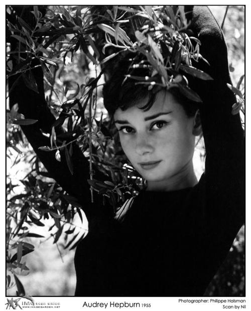 Audrey_hepburn