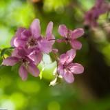 April 2011 : Flowers #2