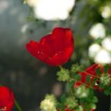 April 2011 : Flowers #2