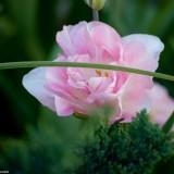 April 2011 : Flowers #2