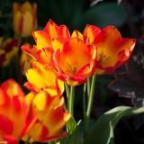 April 2011 : Flowers #2