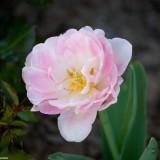 April 2011 : Flowers #2