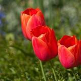 April 2011 : Flowers #2