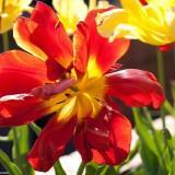 April 2011 : Flowers #2