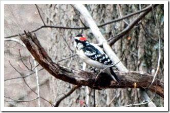 03042011-DSC_0087bis