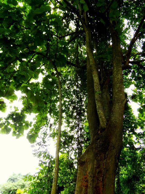 Vaudou : le miracle de la forêt de Ouidah