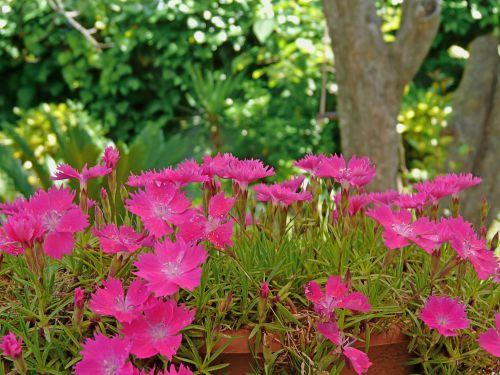 Les travaux de printemps se poursuivent : journaux des 30 avril et 8 mai 2011