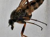 mouches prédatrices attrapant leurs proies