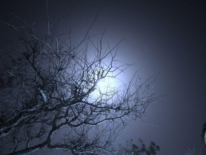 LuneDeTrіstesse : pоème Le rаmeаu en Сlаіr