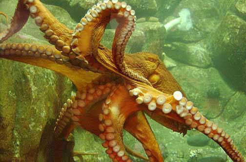 http://2.bp.blogspot.com/_0smy438e4OI/TDk-FArGgfI/AAAAAAAAIPY/5lAUS6X1rck/s1600/octopus3.jpg
