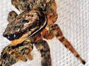 Cette saltique s'est prêtée docilement scéance photos comme star mannequinât