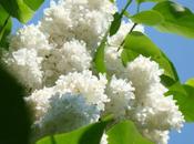 Lilas blanc