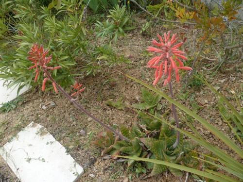 fleurs aloes 07051 929 (1632 x 1224).jpg