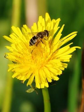 pollinisateur,pollinisation,abeilles,apiculture,sciences,insectes