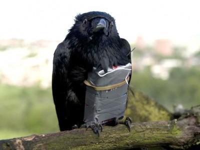 [Critique DVD] We are four lions