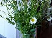 Marguerites.